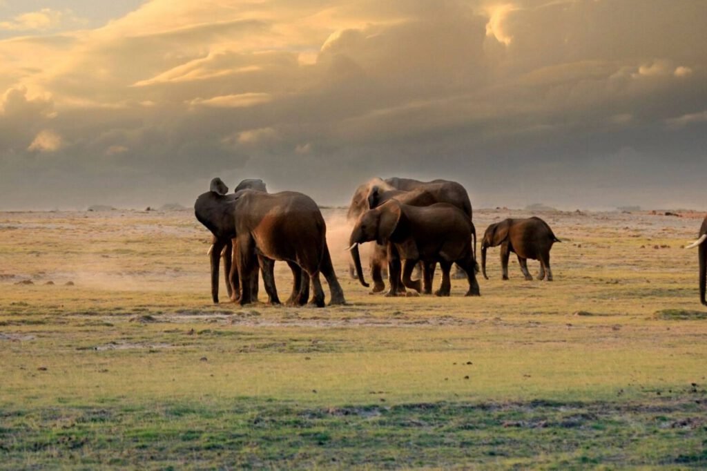 Wildebeest Migration