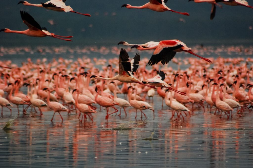 Discover Kenya