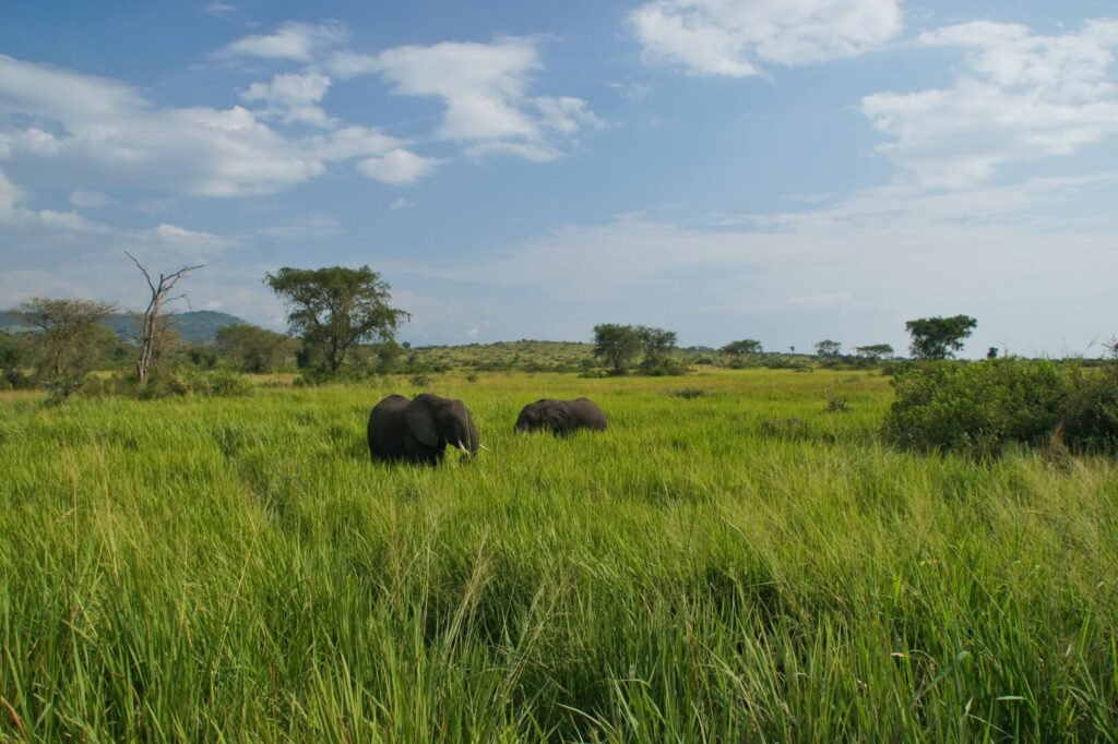Safaris and Tours