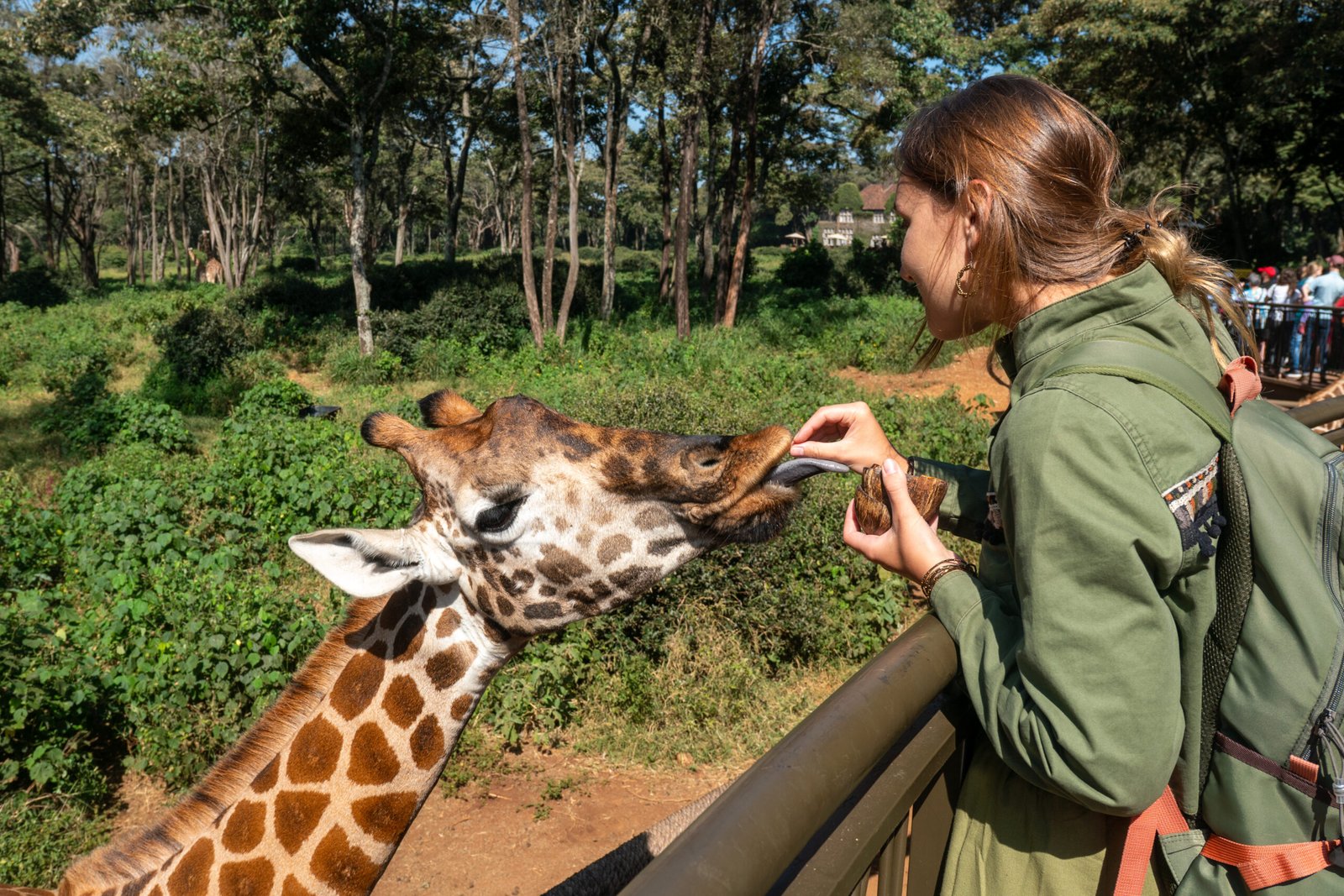 A giraffe at the zoo reaches out with its tongue towards a green leaf. girl feeds a giraffe at the zoo.