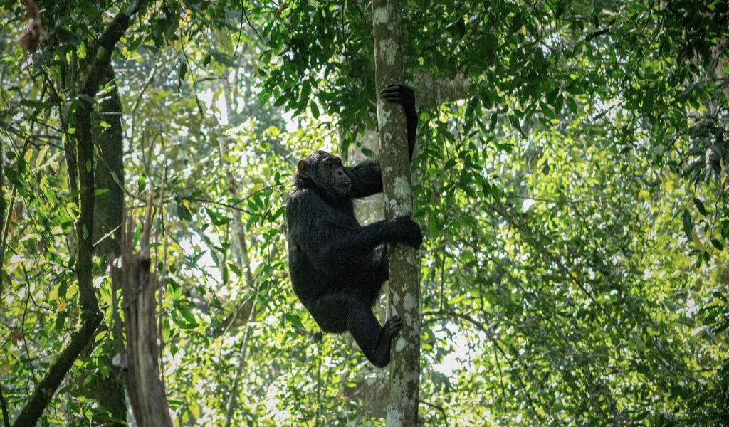 Gorilla Trekking
