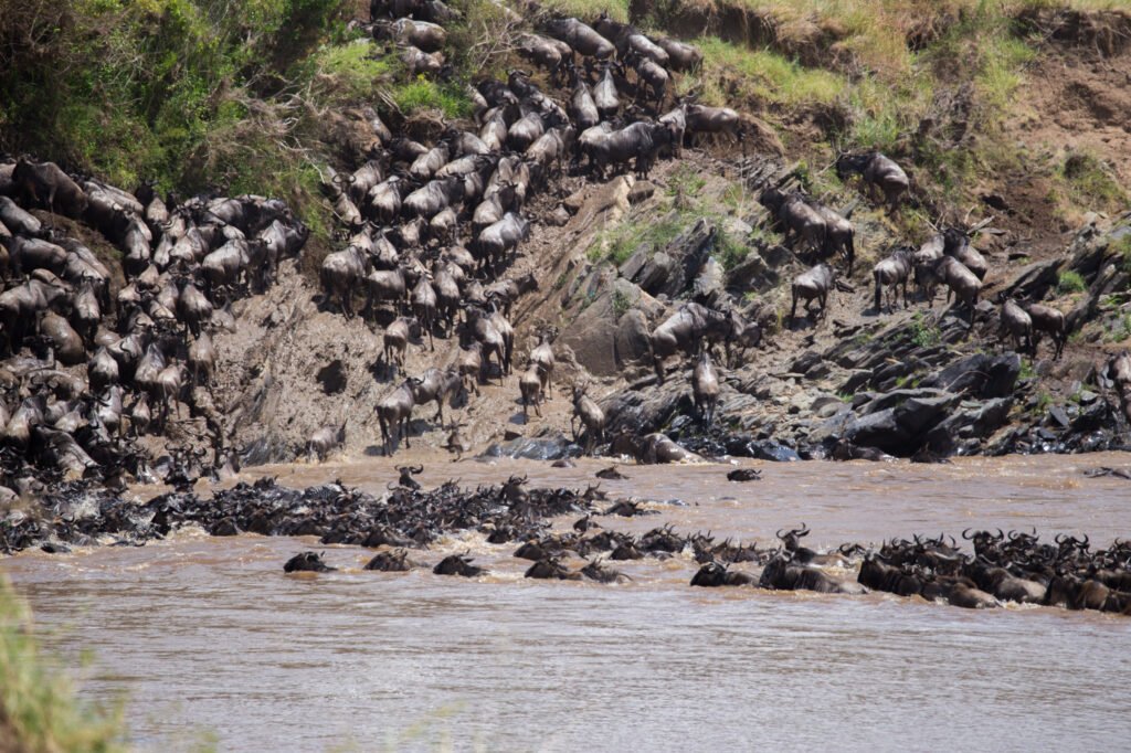 Wildebeest Migration